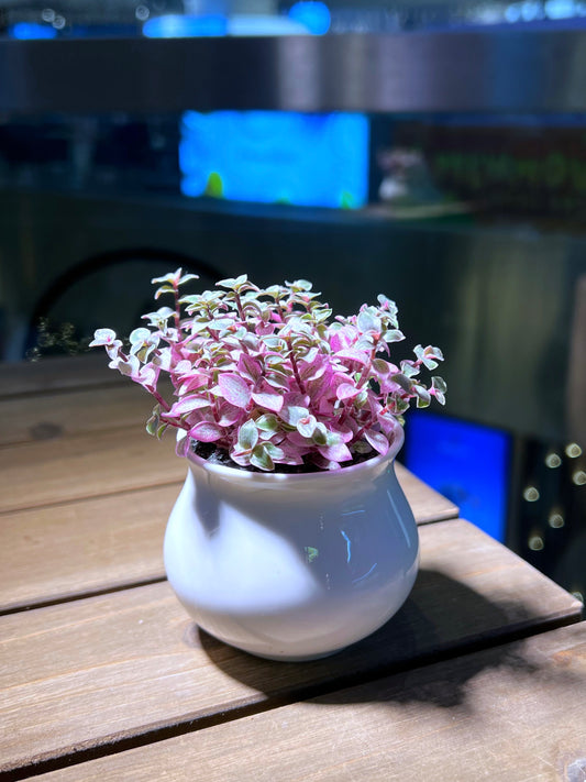 Callisia Pink Lady in White Belly Ceramic Pot