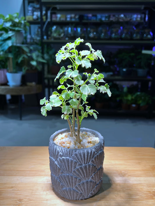 Variegated Polyscias in Seashell Matt Textured Claypot