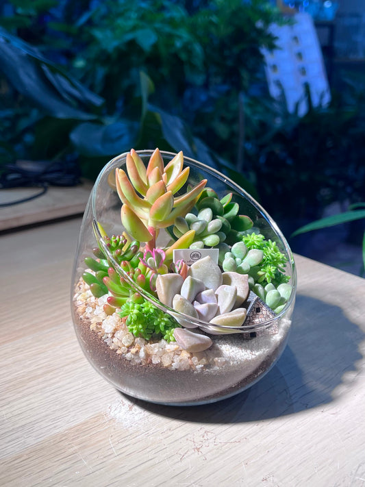 Succulent Terrarium in Slanted Glass (L)