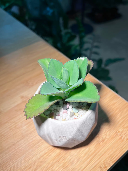 Kalanchoe Pinnata in Greyish Textured Ceramic Pot