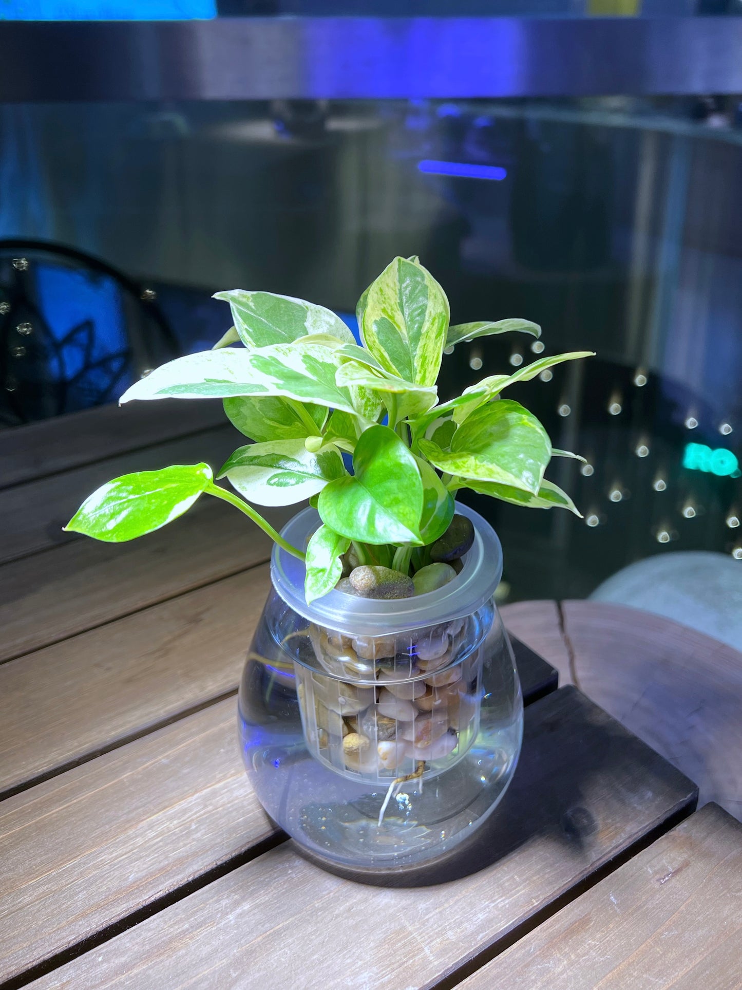 Pothos Njoy in Round Fuji Water Based Glass