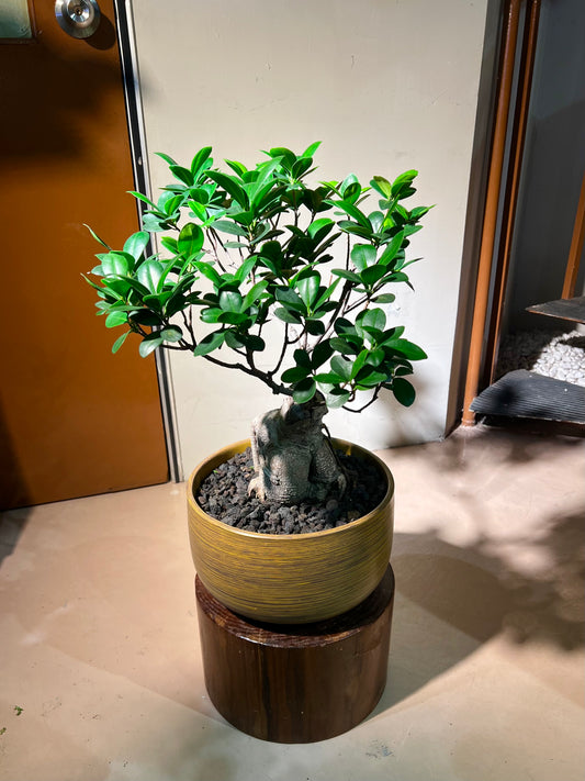 Ficus Ginseng (Bonsai Indoor Plant) in Round Ceramic Pot