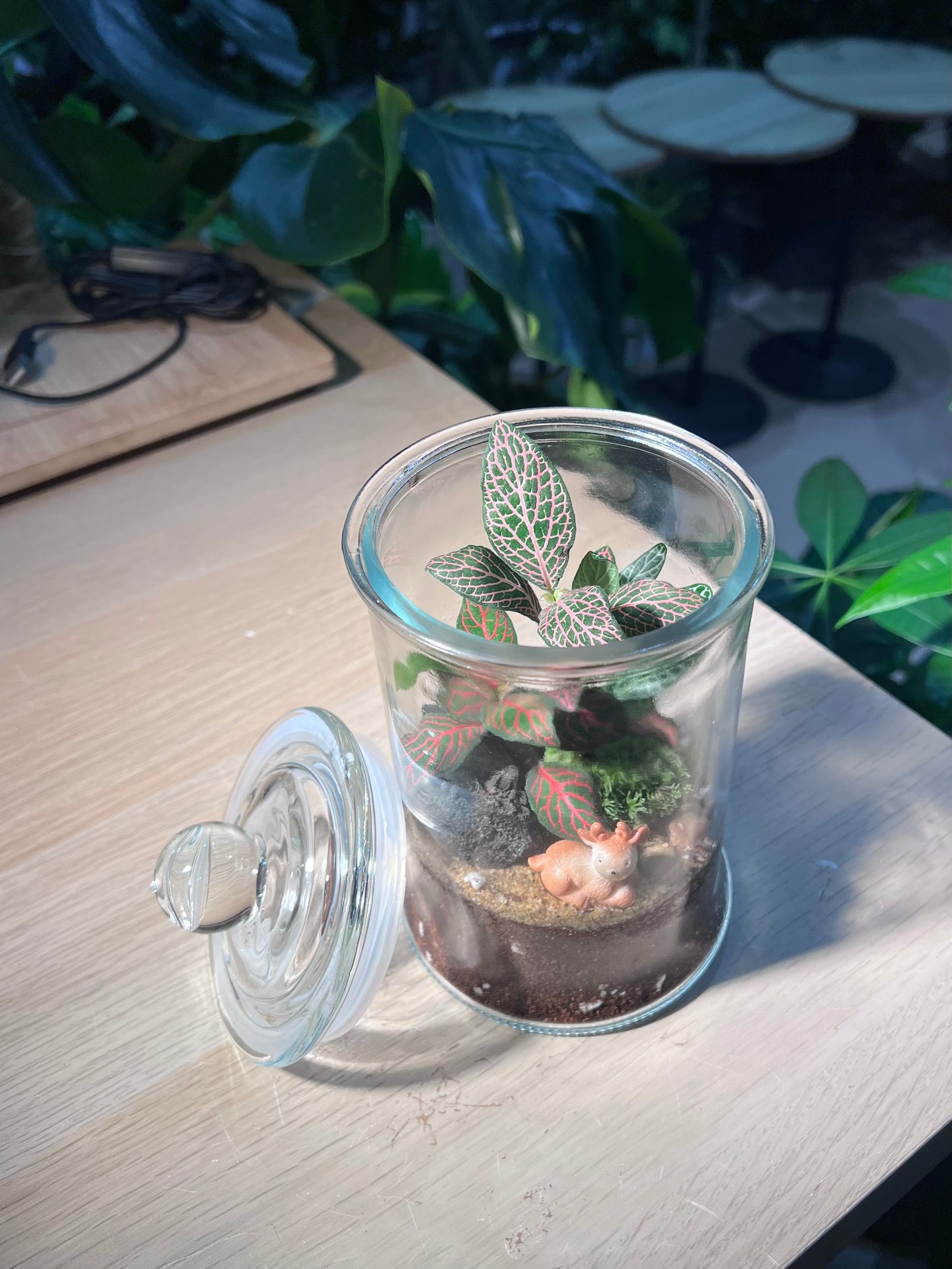 Indoor Plant Terrarium in Glass Jar (L)