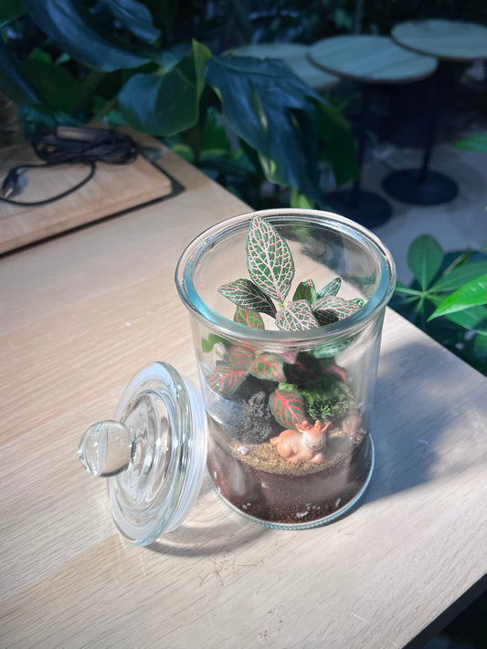 Indoor Plant Terrarium in Glass Jar (L)