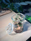Indoor Plant Terrarium in Glass Jar (L)