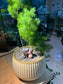 Ming Fern in Light Yellowish Ceramic Pot with Couple Figurines