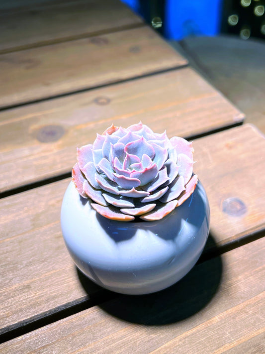 Echeveria in White Round Ceramic Pot