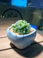 Haworthia Cooperi in Sea Blue Square Ceramic Pot