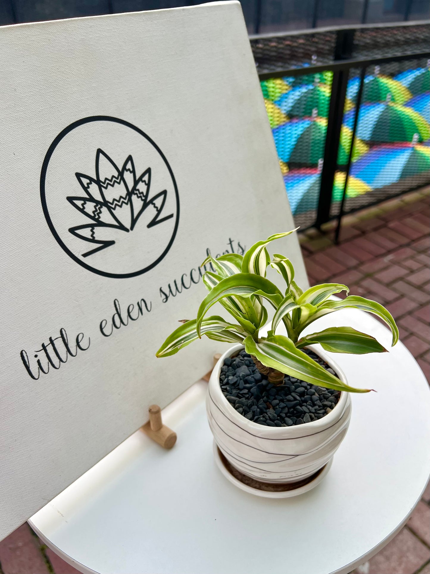 Dracaena Fragrans 'Lemon Lime' in Line Pattern Ceramic Pot