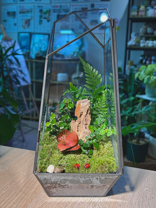 Indoor Plant Arrangement Pumila & Fittonia & Fern (薜荔 & 网纹草 & 蕨类) in Black Frame Polygonal Slim Glass with Lid