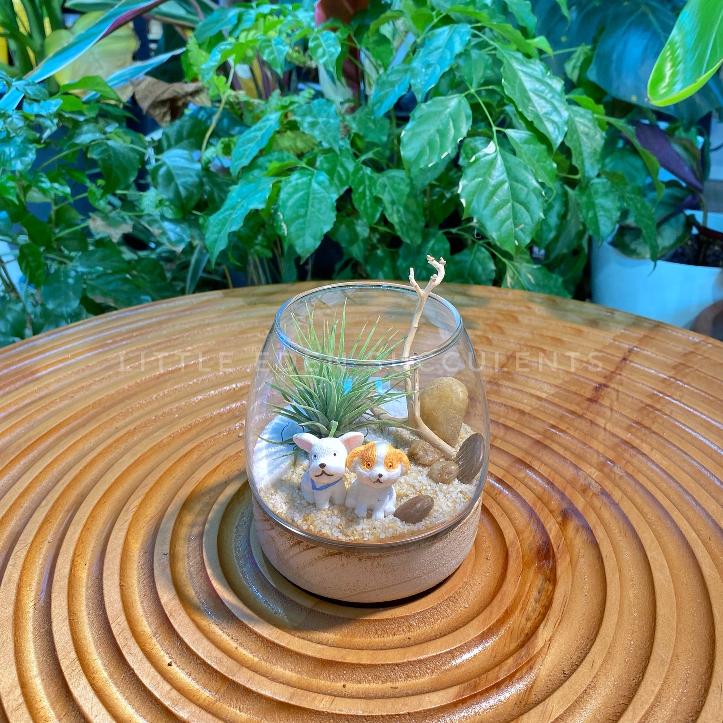 Airplant in Fuji Glass Terrarium with Wood Coaster