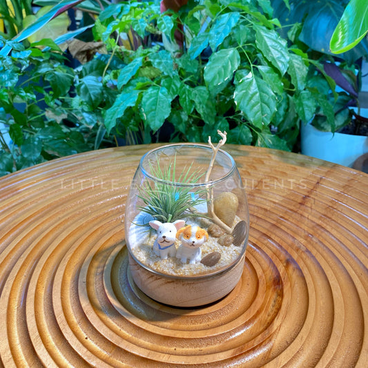 Airplant in Muji Glass with Wooden Base