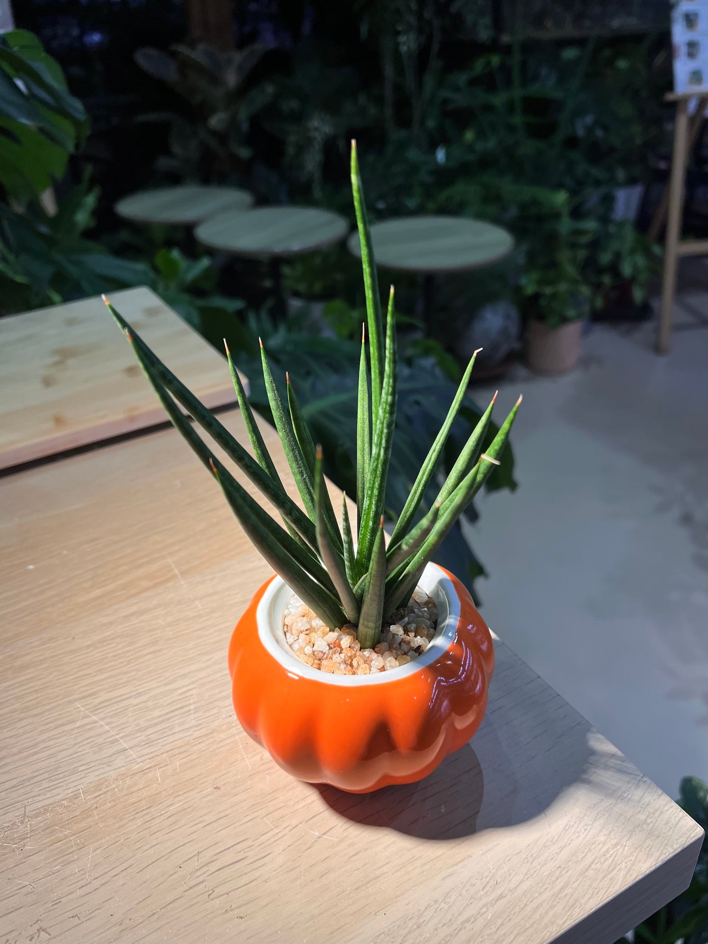 Sansevieria Francisii (Snake Plant) in Pumpkin Ceramic Pot
