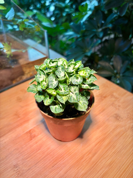 Syngonium Podophyllum in Plastic Pot