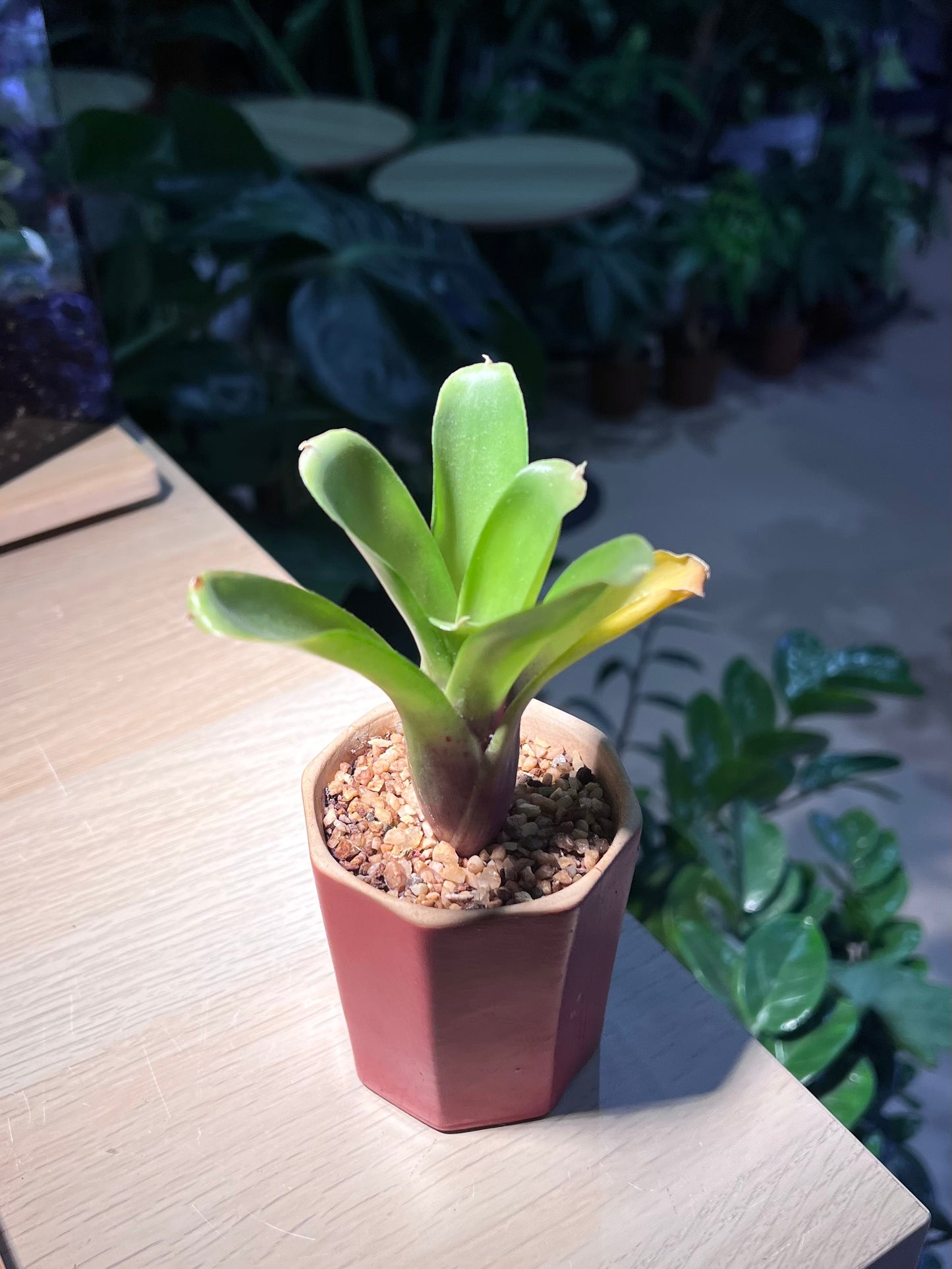 Bromeliad in Ceramic Pot