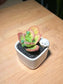 Kalanchoe in Square Ceramic Pot