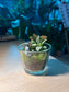 Indoor Plant Arrangement in Glass Pot