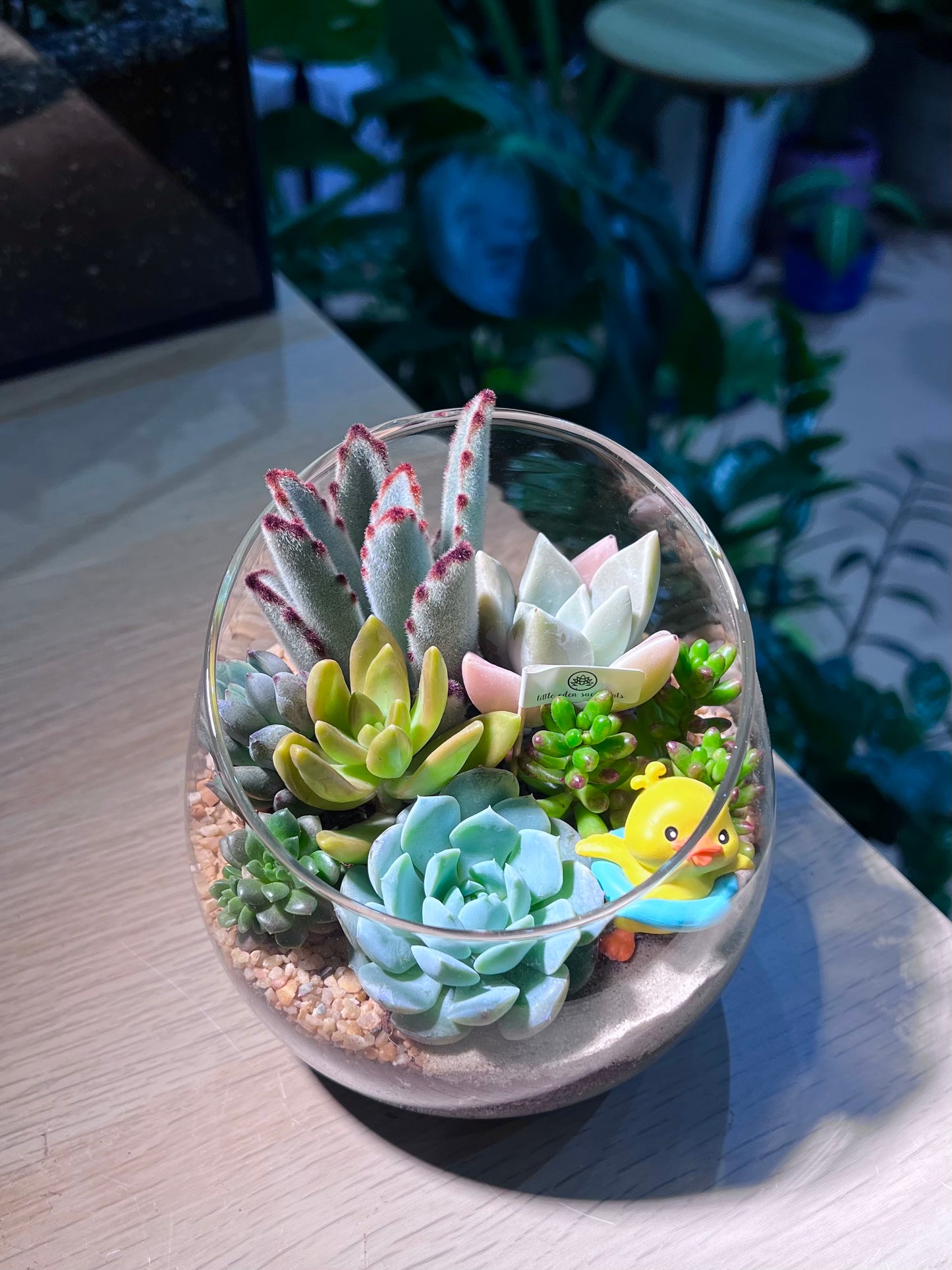 Succulent Arrangement in Slanted Glass Terrarium (L)