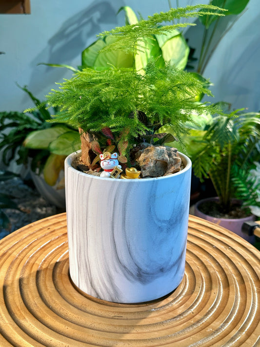 Asparagus Fern Arrangement in Designer Marble Clay Pot
