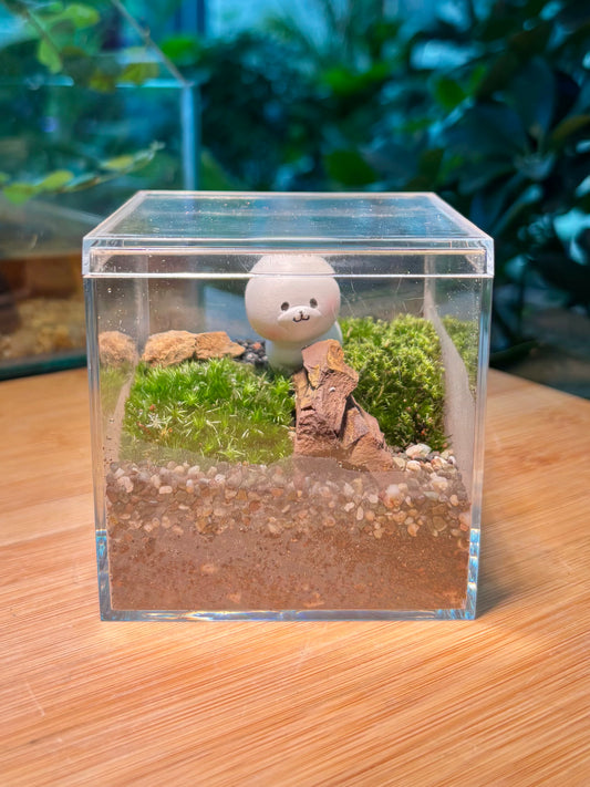 Indoor Plant in Box Terrarium 🐶