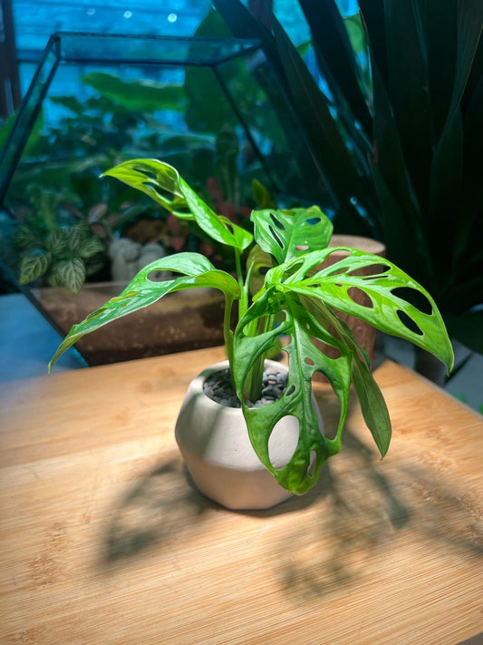 Monstera deliciosa in Polygonal Clay Pot