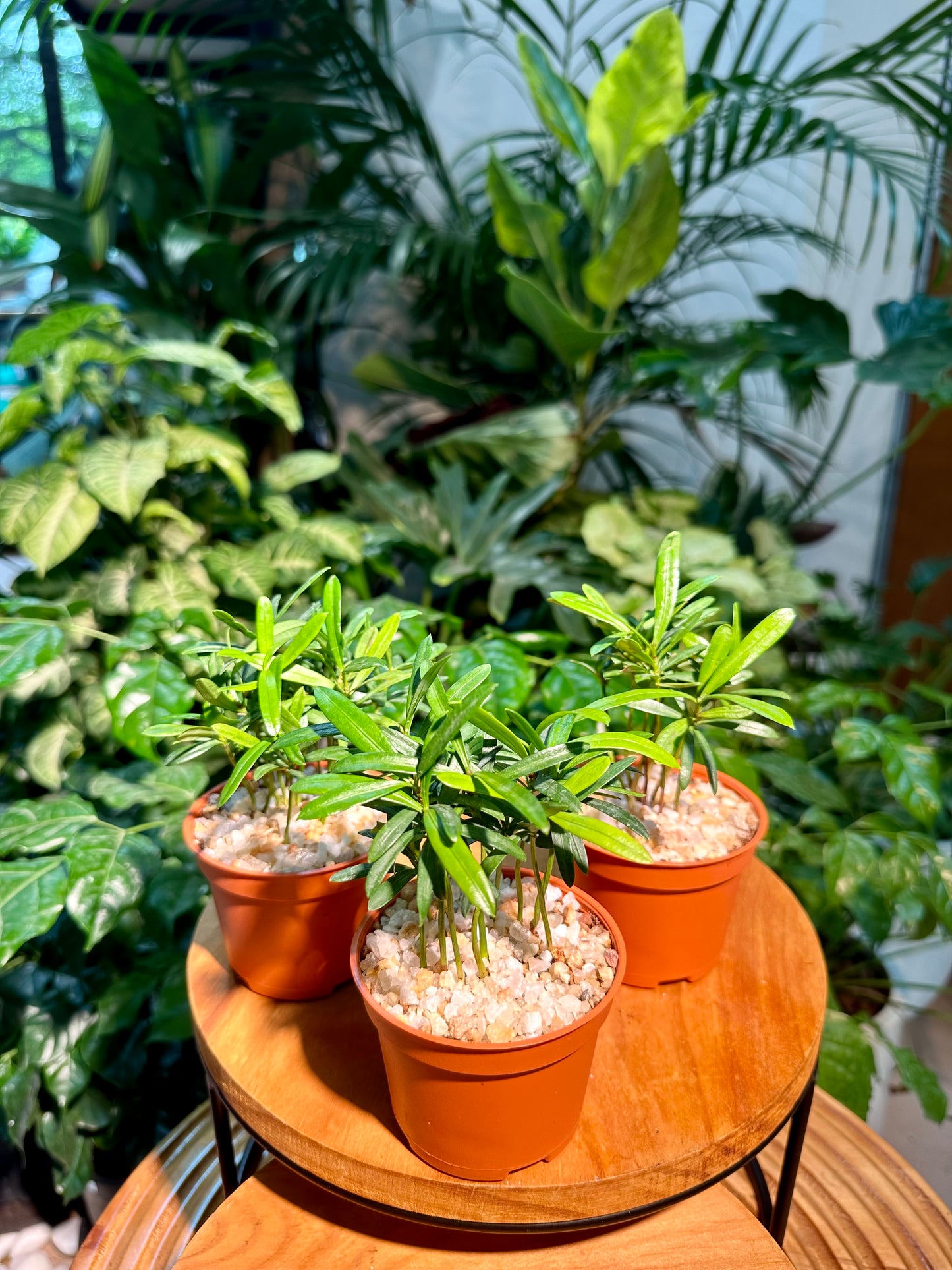 Podocarpus Seedling in Plastic Pot