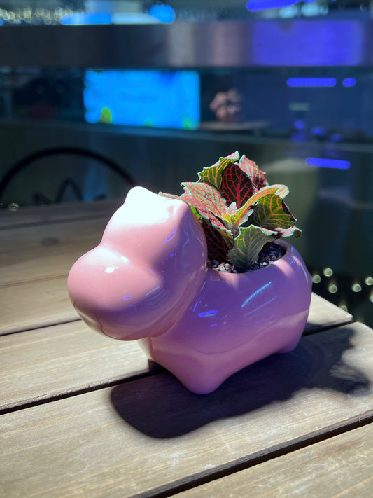 Fittonia in Pink Hippopotamus Pot