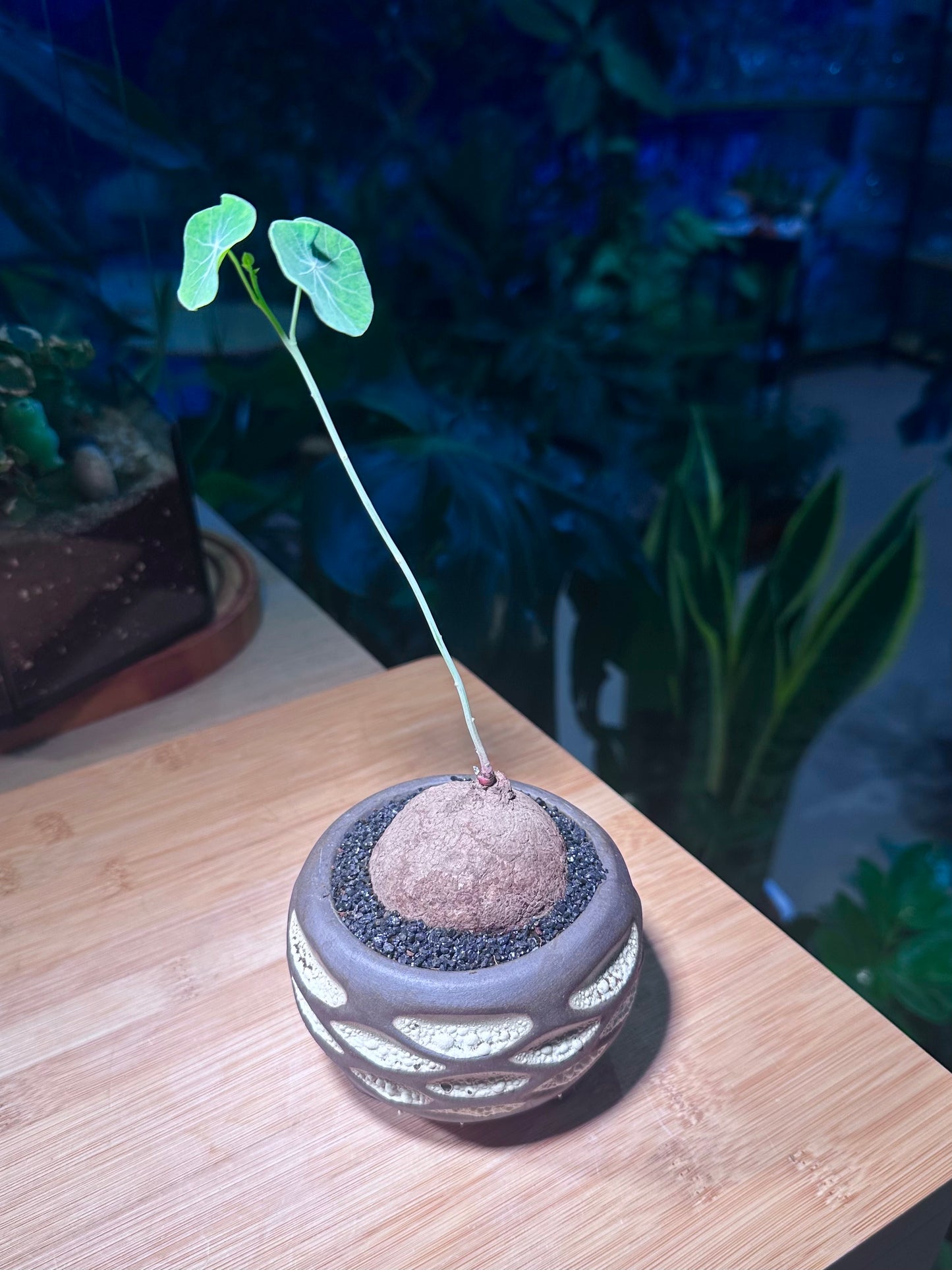 Stephania in a Black & White Round Ceramic Pot