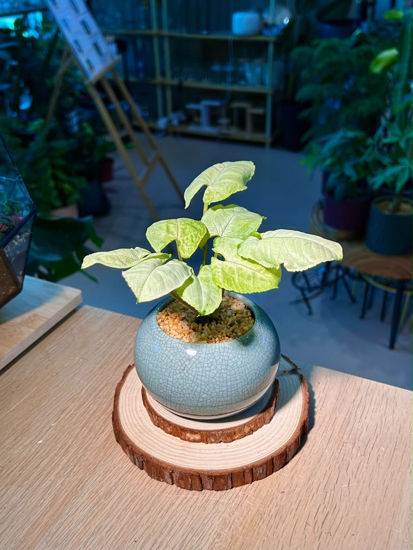 Syngonium Podophyllum (合果芋) in Blue Glazed Ceramic Pot