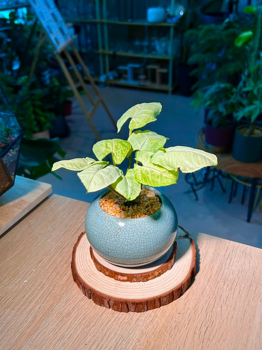 Syngonium Podophyllum (合果芋) in Blue Glazed Ceramic Pot
