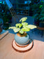 Syngonium Podophyllum (合果芋) in Blue Glazed Ceramic Pot