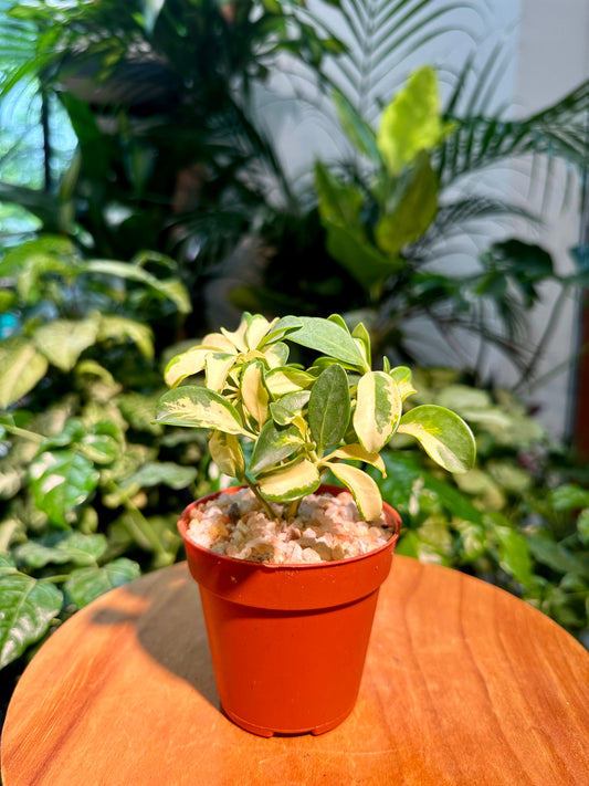 Schefflera Arboricola Variegated in Plastic Pot (aka Umbrella Plant)