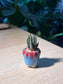 Haworthia (十二卷) in Small Ceramic Pot
