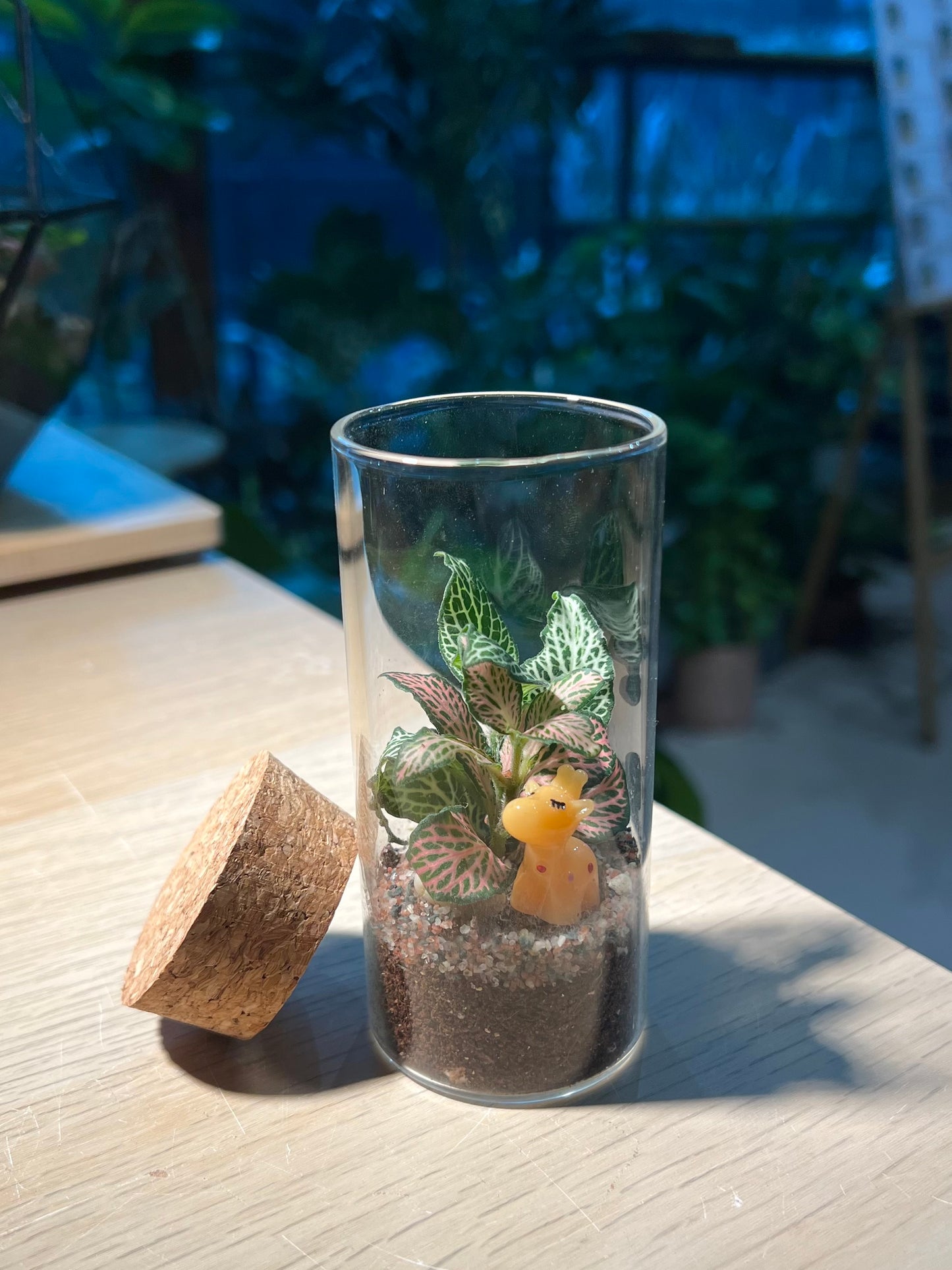 Indoor Plant Terrarium in Tall Cylindrical Glass (M)