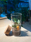 Indoor Plant Terrarium in Tall Cylindrical Glass (M)