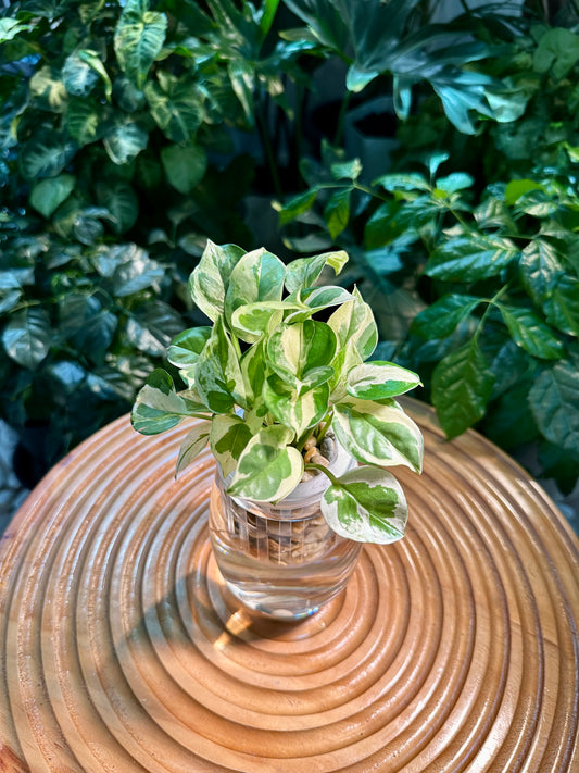 Pothos Njoy in Tall Water Based Glass