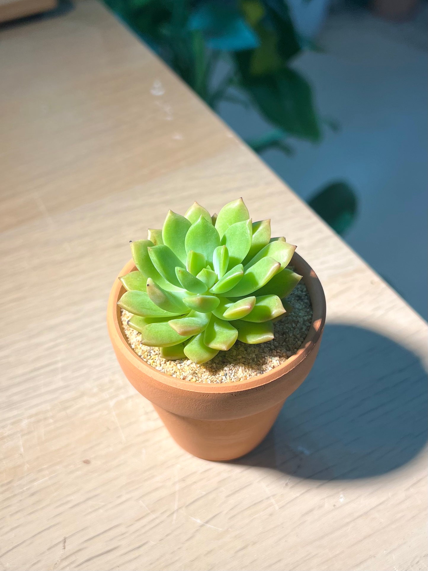 Succulent in Terracotta Pot