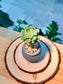 Echeveria Succulent in Ceramic Pot