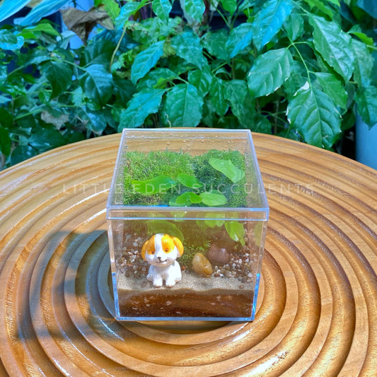 Fern & Moss Arrangement in Arcylic Terrarium (M)