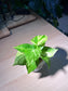 Money Plant (Golden Pothos) in Water Based Glass Pot