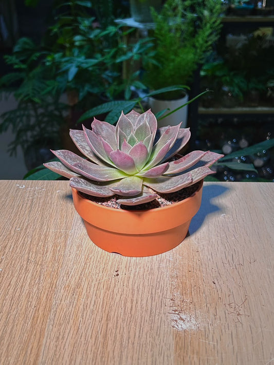 Echeveria Succulent (多肉植物) Echeveria Dusty Rose in Terracotta Pot