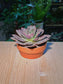 Echeveria Succulent (多肉植物) Echeveria Dusty Rose in Terracotta Pot