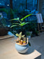 Fittonia and Nageia Nagi Arrangement in Sky Blue Ceramic Pot