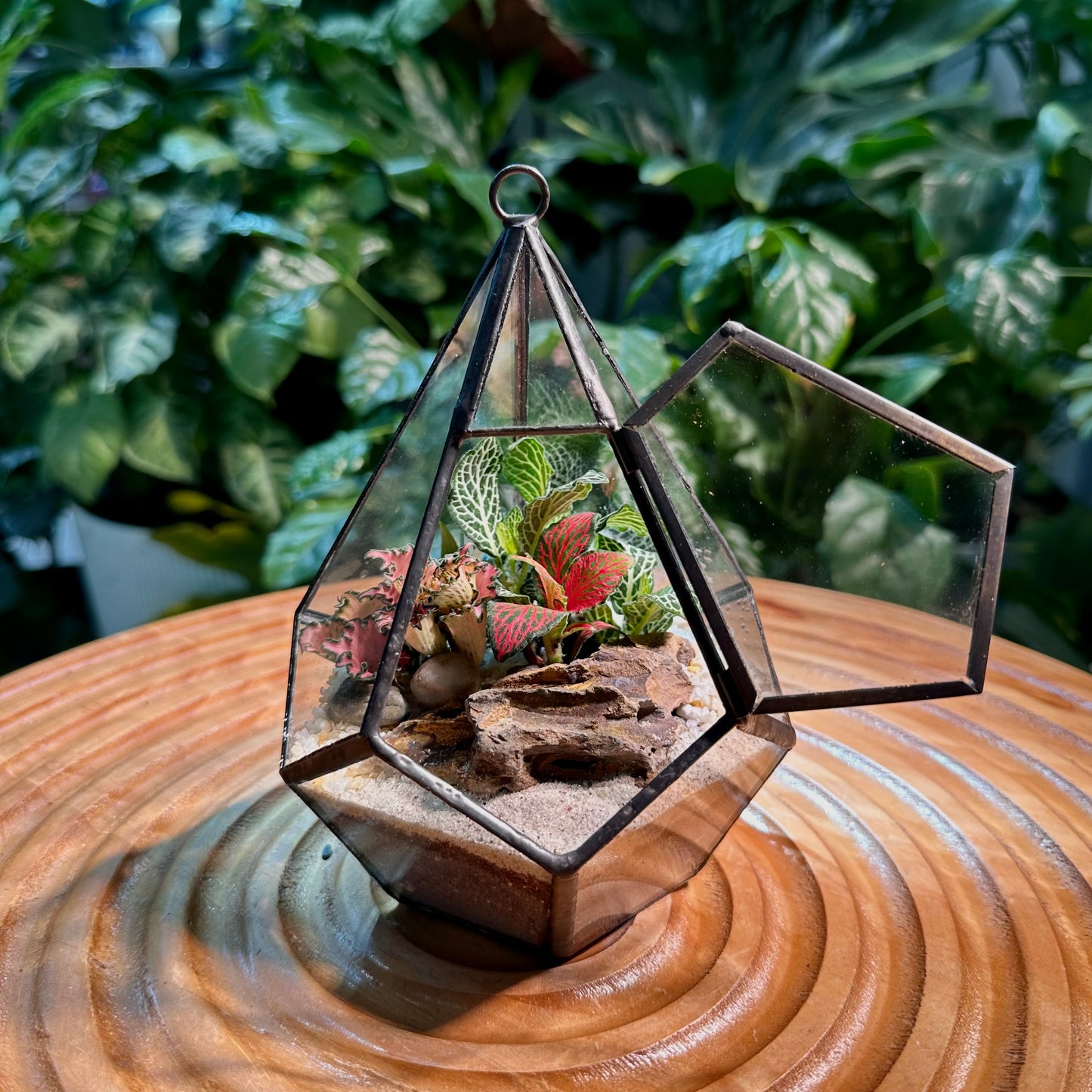 Fittonia Arrangement in Hexagon Glass Terrarium