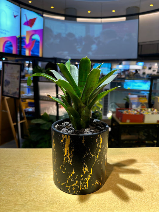 Bromeliad in Golden Printed Marble Pot