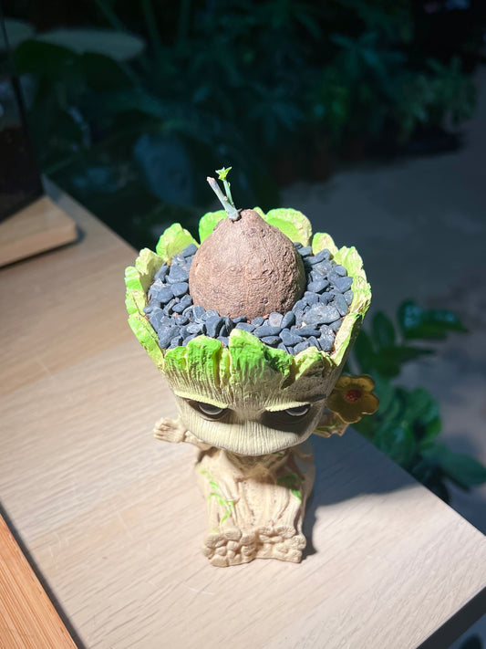 Stephania in Groot Pot