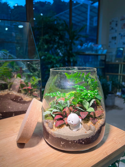 Fittonia, Fern and Bubble Plant with Moss Arrangement in Water Drop Glass with Lid (XL)