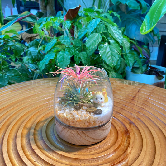 Airplant in Fuji Glass Terrarium with Wood Coaster