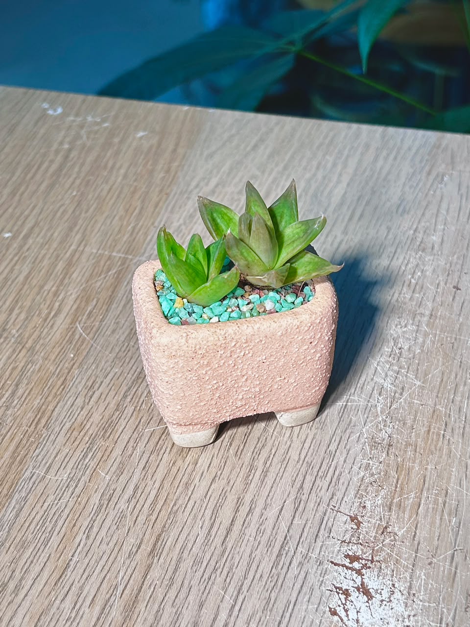 Haworthia Cymbiformis (多肉植物) Succulent in Textured Beige Ceramic Pot