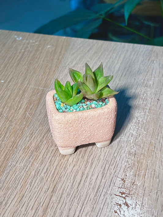 Haworthia Cymbiformis (ε€θζ€η©) Succulent in Textured Beige Ceramic Pot